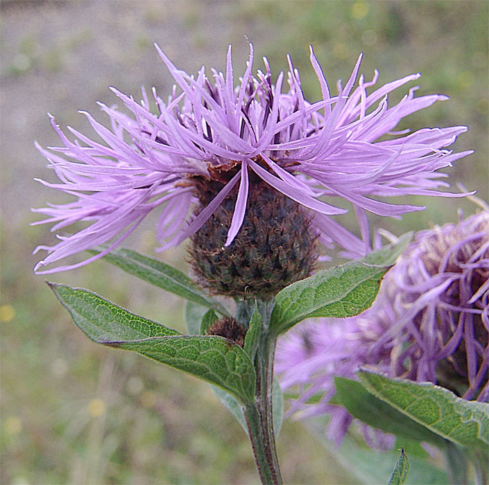 Изображение особи Centaurea abbreviata.