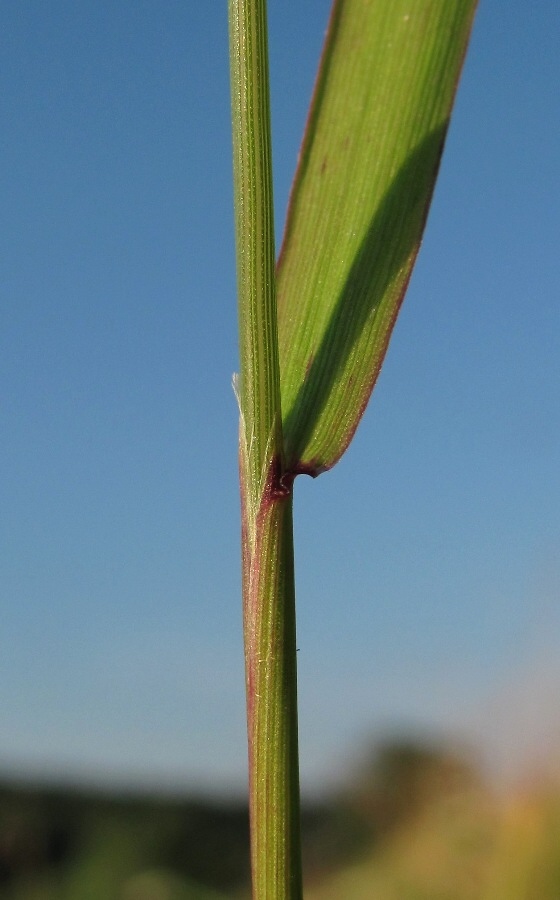 Изображение особи род Agrostis.