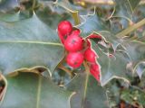 Ilex aquifolium. Листья и плоды. Южный берег Крыма, Никитский ботанический сад. 4 января 2012 г.