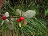 Cotoneaster pyrenaicus