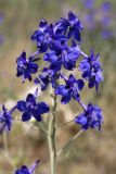 Delphinium longipedunculatum. Соцветие. Южный Казахстан, нижний Боролдай, лощина Акжар. 04.06.2012.