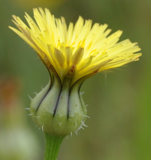 Изображение особи Urospermum picroides.