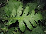 Cirsium oleraceum