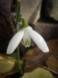 Galanthus peshmenii