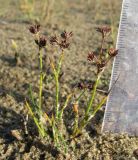 Juncus articulatus. Плодоносящие растения. Окр. Архангельска, рудеральное местообитание, на песке. 05.10.2010.