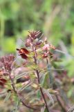 Pedicularis labradorica