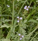 Verbena officinalis. Верхушка побега с соцветием. Астраханская обл., Красноярский р-н, исток рук. Бузан, обочина просёлочной дороги. 11.08.2013.