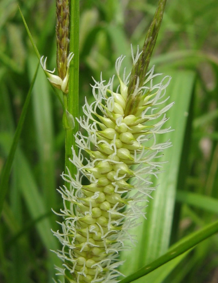 Image of Carex rhynchophysa specimen.