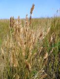 Agropyron pectinatum. Плодоносящее растение. Украина, Херсонская обл., Генический р-н, с. Сиваш. 11.07.2013.