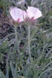 Convolvulus tauricus. Верхняя часть растения. Крым, окр. Симферополя. 26 мая 2009 г.