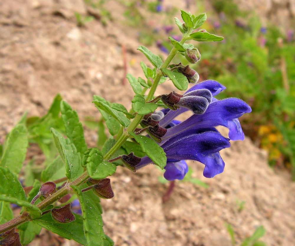 Изображение особи Scutellaria strigillosa.