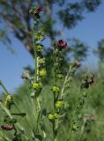 Cynoglossum officinale. Соцветие с цветками и плодами. Ростовская обл., Красносулинский р-н, окр. хутора Лихой. 21.05.2013.