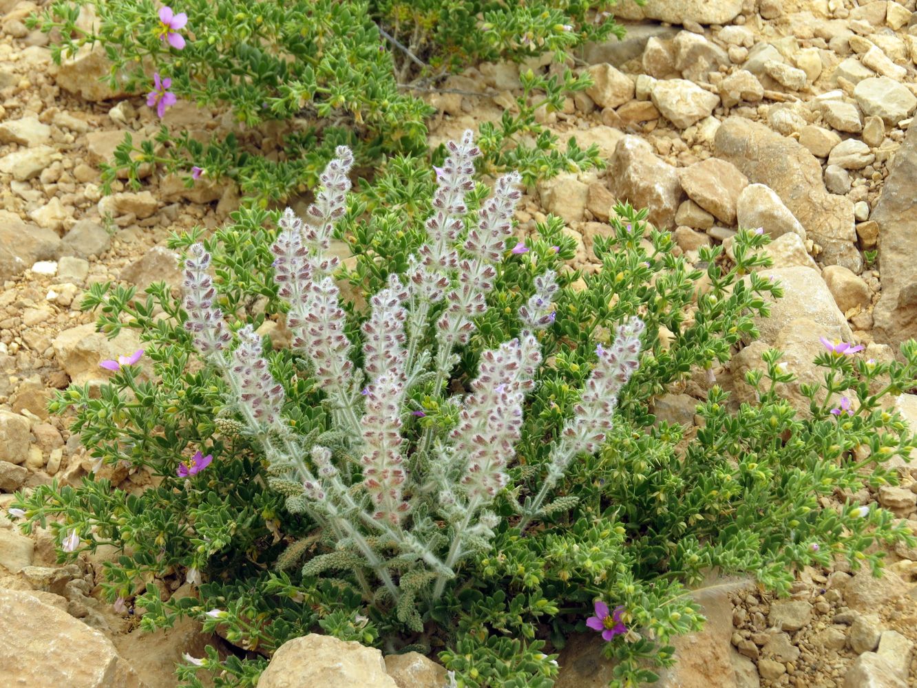Изображение особи Salvia deserti.