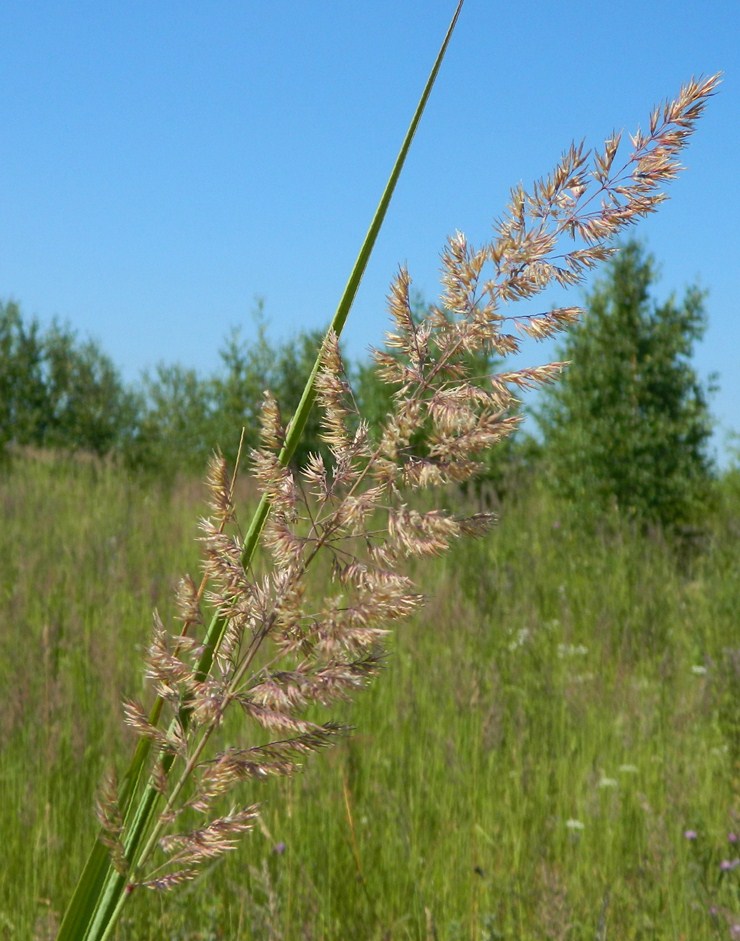 Изображение особи Calamagrostis epigeios.