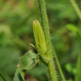 Cichorium intybus