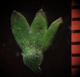 Myosotis palustris