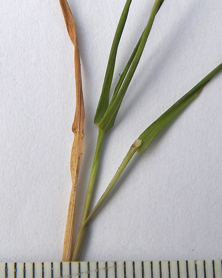 Изображение особи Agrostis clavata.