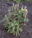 Oxytropis pilosa