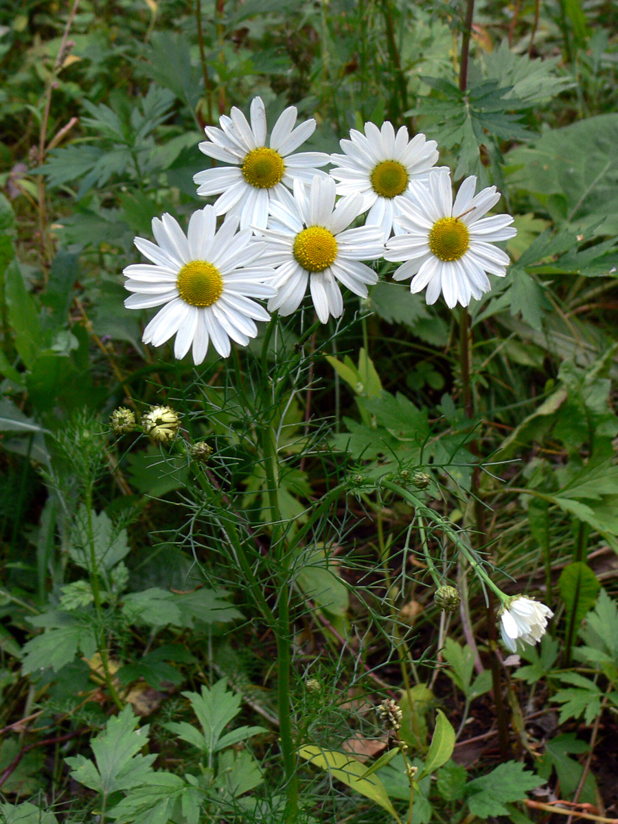 Изображение особи Tripleurospermum inodorum.