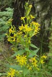 Solidago virgaurea. Верхушка цветущего растения. Санкт-Петербург, Пискарёвский парк. 31.07.2009.