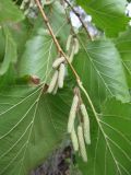 Corylus colurna