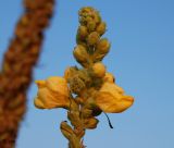 Verbascum phlomoides