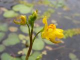 Utricularia macrorhiza. Соцветие. Приморский край, Черниговский р-н, окр. с. Вадимовка, старица р. Илистая. 18.07.2016.