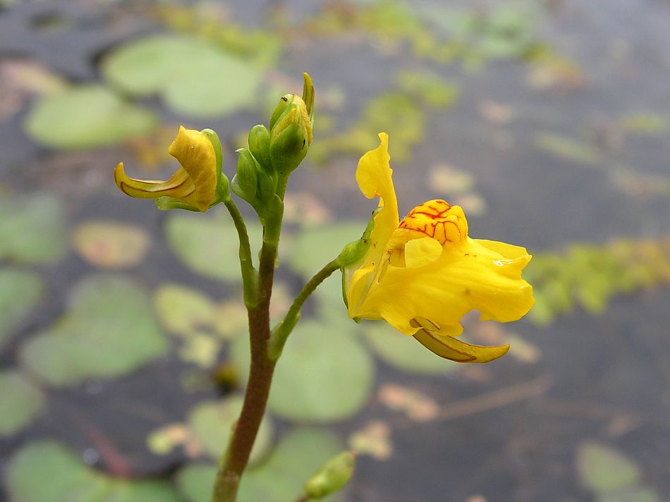 Изображение особи Utricularia macrorhiza.