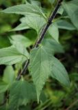 Helianthus tuberosus. Часть побега с листьями. Ярославская обл., Рыбинский р-н, с. Каменники, заброшенный садовый участок вдоль берега Рыбинского вдхр. 18.08.2016.