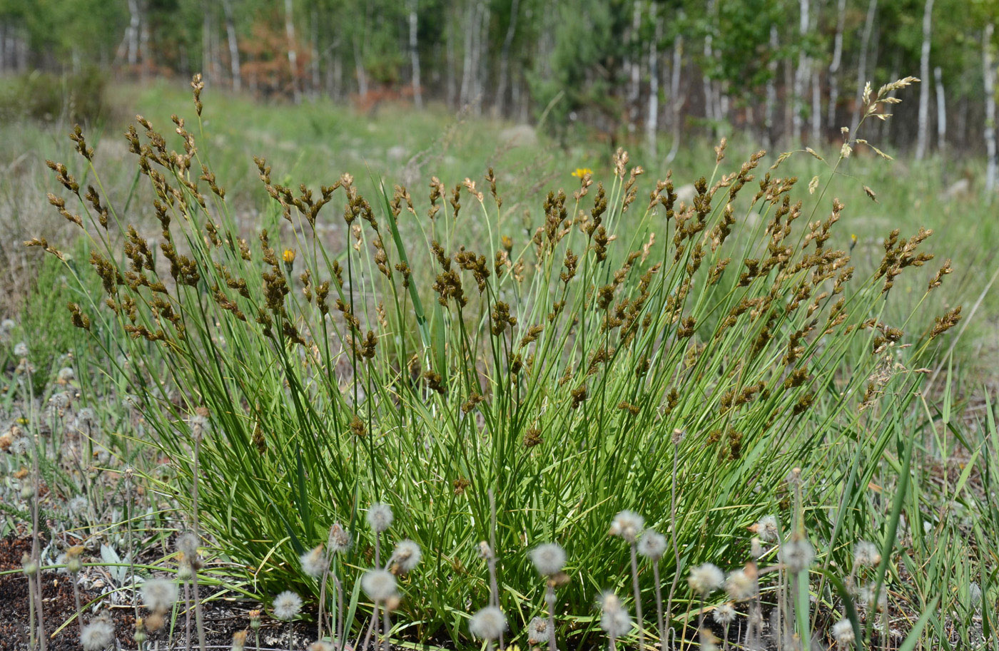 Изображение особи Carex leporina.