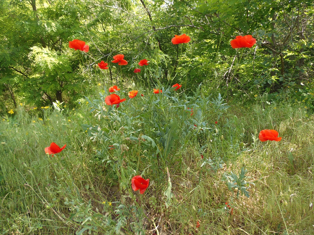 Изображение особи Papaver rhoeas.