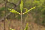 Euonymus pauciflorus