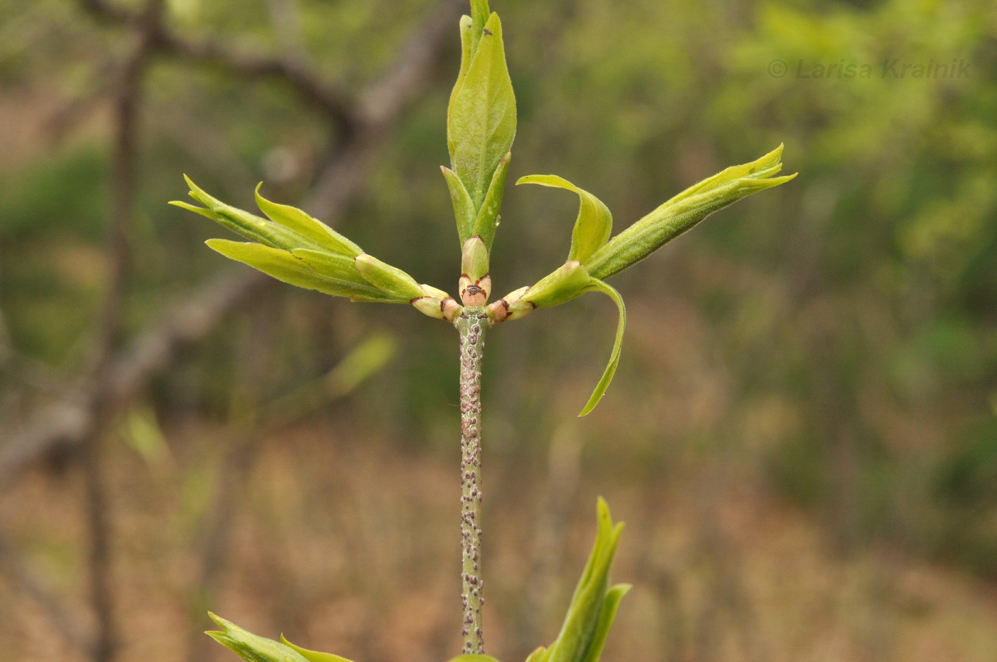 Image of Euonymus pauciflorus specimen.