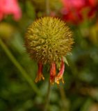 Gaillardia aristata. Соплодие. Пермский край, г. Пермь, Свердловский р-н, в озеленении двора. 29 августа 2017 г.