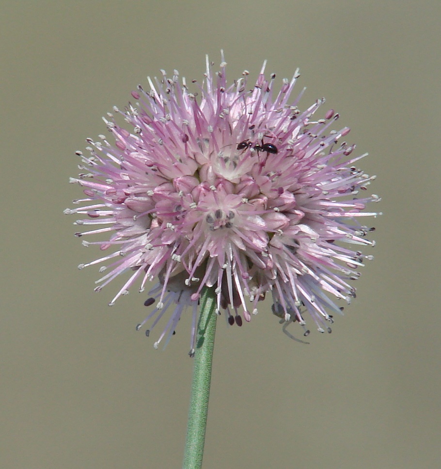 Image of Allium splendens specimen.