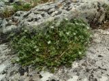 Minuartia glomerata