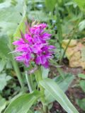 Dactylorhiza euxina