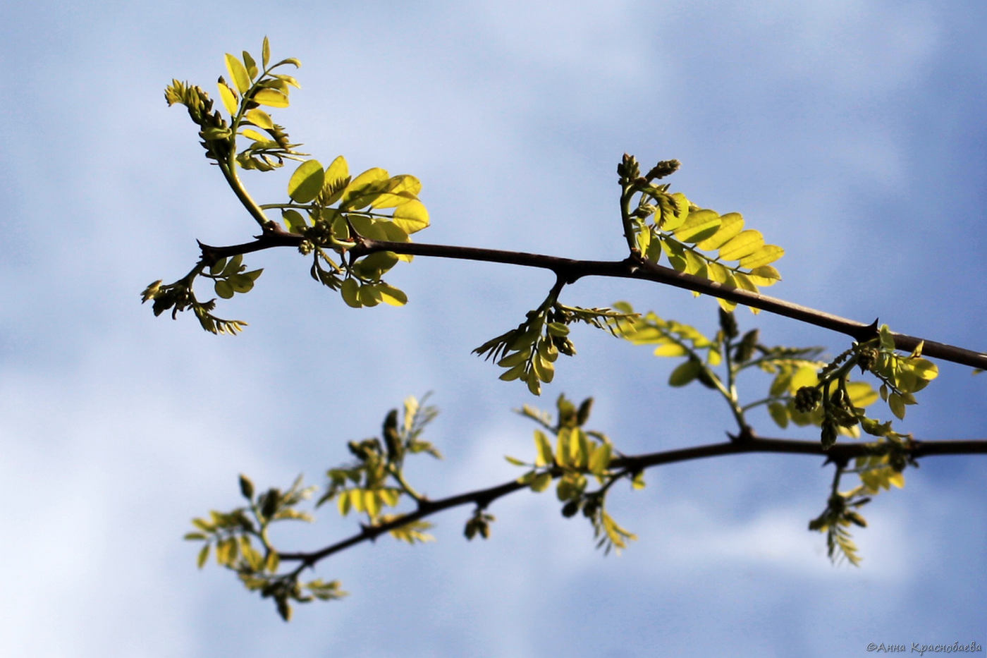 Изображение особи Robinia pseudoacacia.