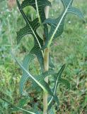 Lactuca serriola