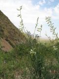 Astragalus pseudomacropterus