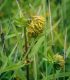 Bidens cernua