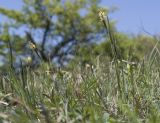 Carex cuspidata. Цветущие растения. Краснодарский край, м/о г. Новороссийск, гора Шахан, травянистое сообщество задернованного скального обнажения на склоне южной экспозиции. 28.04.2019.