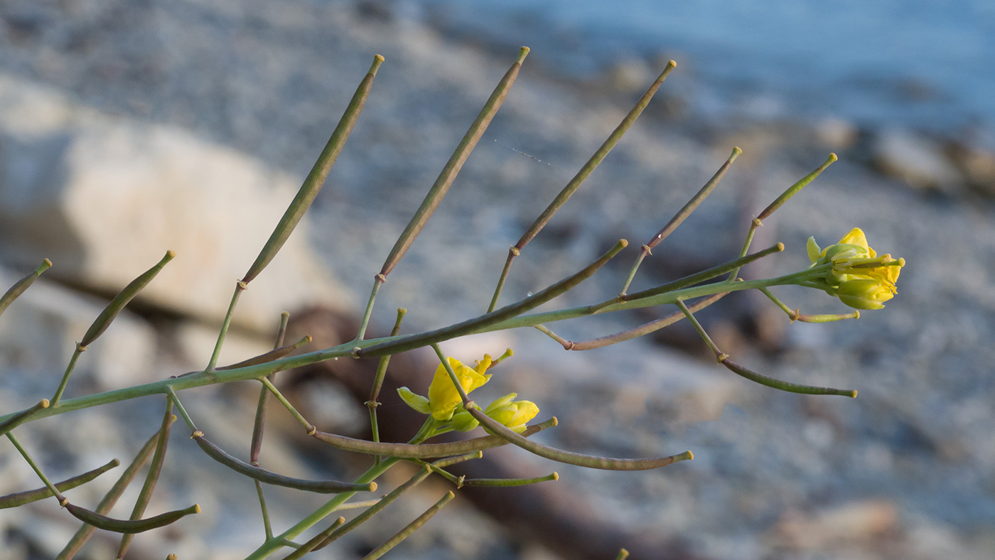 Изображение особи Diplotaxis tenuifolia.