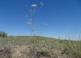 Hyalolaena trichophylla