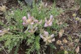 Oxytropis selengensis