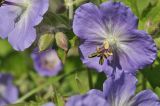 Geranium platyanthum