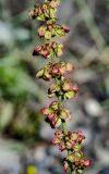 Rumex confertus