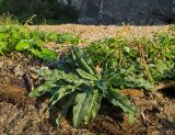 Echium vulgare. Вегетирующее растение. Башкортостан, Гафурийский р-н, окр. дер. Толпарово, долина р. Зилим, граница галечника и разнотравного луга напротив скального массива Кузганак. 1 сентября 2020 г.