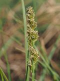 Carex vulpina