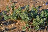 Alyssum hirsutum